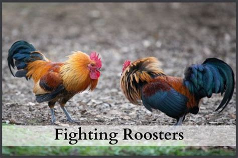 fighting rooster breeds|20 Excellent Fighting Rooster Breeds With Price.